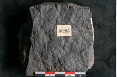 Foto (Detailansicht) von Taeniopteris pseudosimplex Ettingshausen (NHMW-GEO-2024-0188-10295)